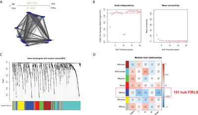 A stratification system of ferroptosis and iron-metabolism related LncRNAs guides the prediction of the survival of patients with esophageal squamous cell carcinoma